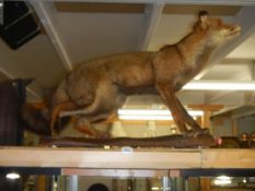 Taxidermy - a fox on a wooden base. COLLECT ONLY.