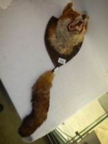 Taxidermy - a fox head with tail.