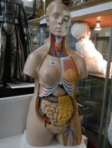 A medical torso with removable pieces. COLLECT ONLY.