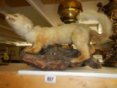 Taxidermy - a stoat on log, COLLECT ONLY.