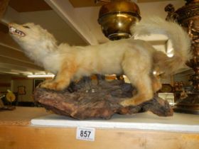 Taxidermy - a stoat on log, COLLECT ONLY.