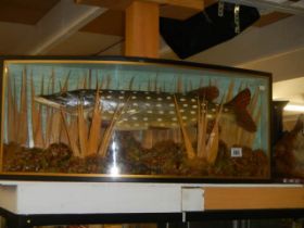 Taxidermy - a pike on domed front case, COLLECT ONLY.