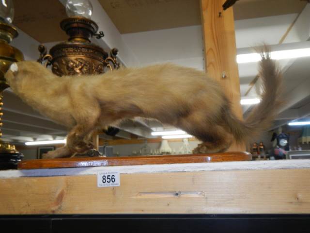 Taxidermy - a stoat. COLLECT ONLY. - Image 2 of 2