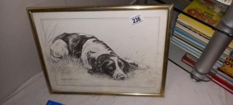 A framed and glazed print of a Springer Spaniel by Pollyanna Pickering