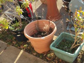 3 x Garden Tubs with plants