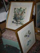 A pair of framed and glazed botanical prints, COLLECT ONLY.