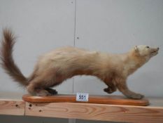 Taxidermy - a stoat on a wooden base, COLLECT ONLY.