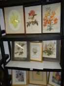 Nine framed and glazed botanical prints, COLLECT ONLY.
