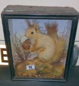 A Victorian cased taxidermy red squirrel COLLECT ONLY