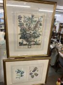 A pair of Flora & Fauna prints