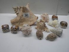 A quantity of sea shells.