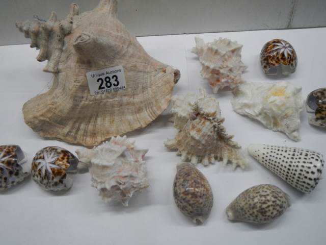 A quantity of sea shells. - Image 2 of 3