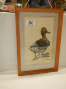 A framed and glazed watercolour of a duck by Chris Clark.