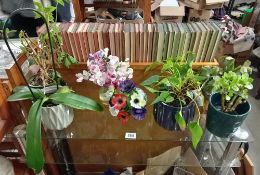 6 house plants & 2 artificial flowers