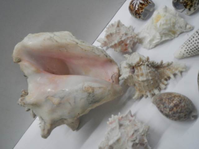 A quantity of sea shells. - Image 3 of 3