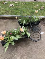 3 Metal basket planters