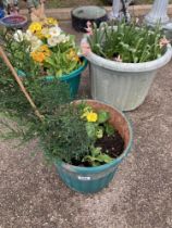3 plant pots with plants / flowers