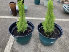 A pair of planters with ornamental trees