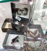 6 Boxed taxidermy butterflies