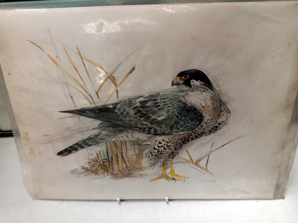 2 Framed & glazed prints by David Andrews of a grouse & ptarmigan & 1 other - Image 6 of 7