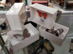 6 Boxed & taxidermy butterflies