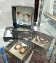 6 Boxed taxidermy butterflies