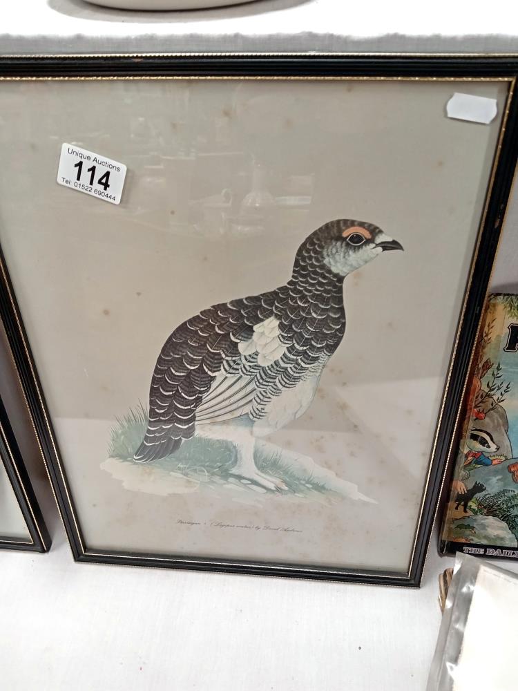 2 Framed & glazed prints by David Andrews of a grouse & ptarmigan & 1 other - Image 4 of 7