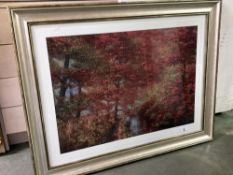 Large Framed and glazed print of autumn trees 92cm x 72cm. COLLECT ONLY