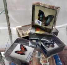 6 Boxed of taxidermy butterflies