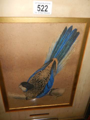 An early 19th century engraving of a bird, COLLECT ONLY. - Image 3 of 4