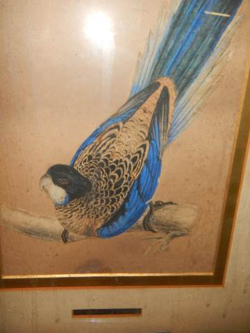 An early 19th century engraving of a bird, COLLECT ONLY. - Image 2 of 4