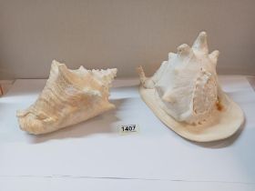 2 large seashells