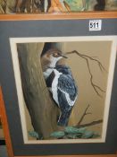 A framed and glazed watercolour of pied flycatchers signed Crank, COLLECT ONLY.