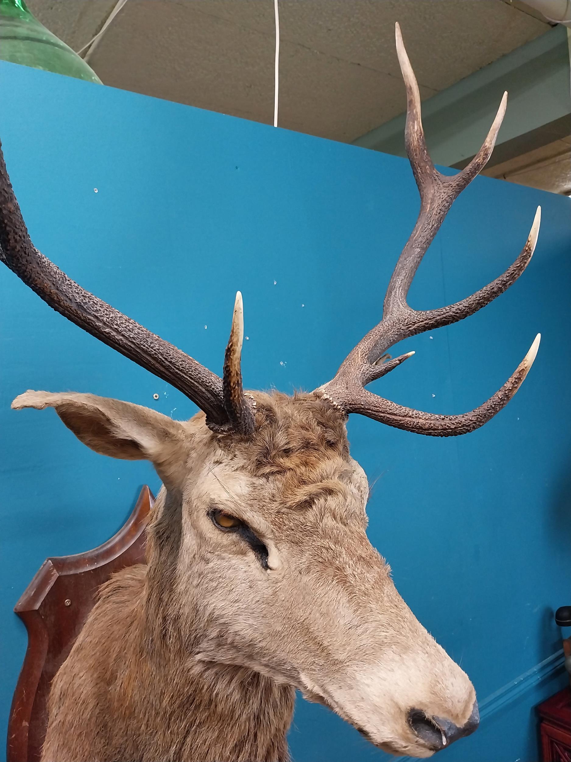 Early 20th C. taxidermy Stags head mounted on oak plaque {140 cm H x 100 cm W x 70 cm D}. - Image 3 of 3