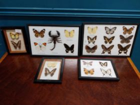 Collection of Butterfly montagues. { Largest 24cm H X 34cm W & Smallest 15cm H X 20cm W }.