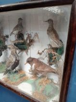 Collection of 19th. C. taxidermy birds - Sandpiper, Ring Ouzel, two Red Shank, Starling and White