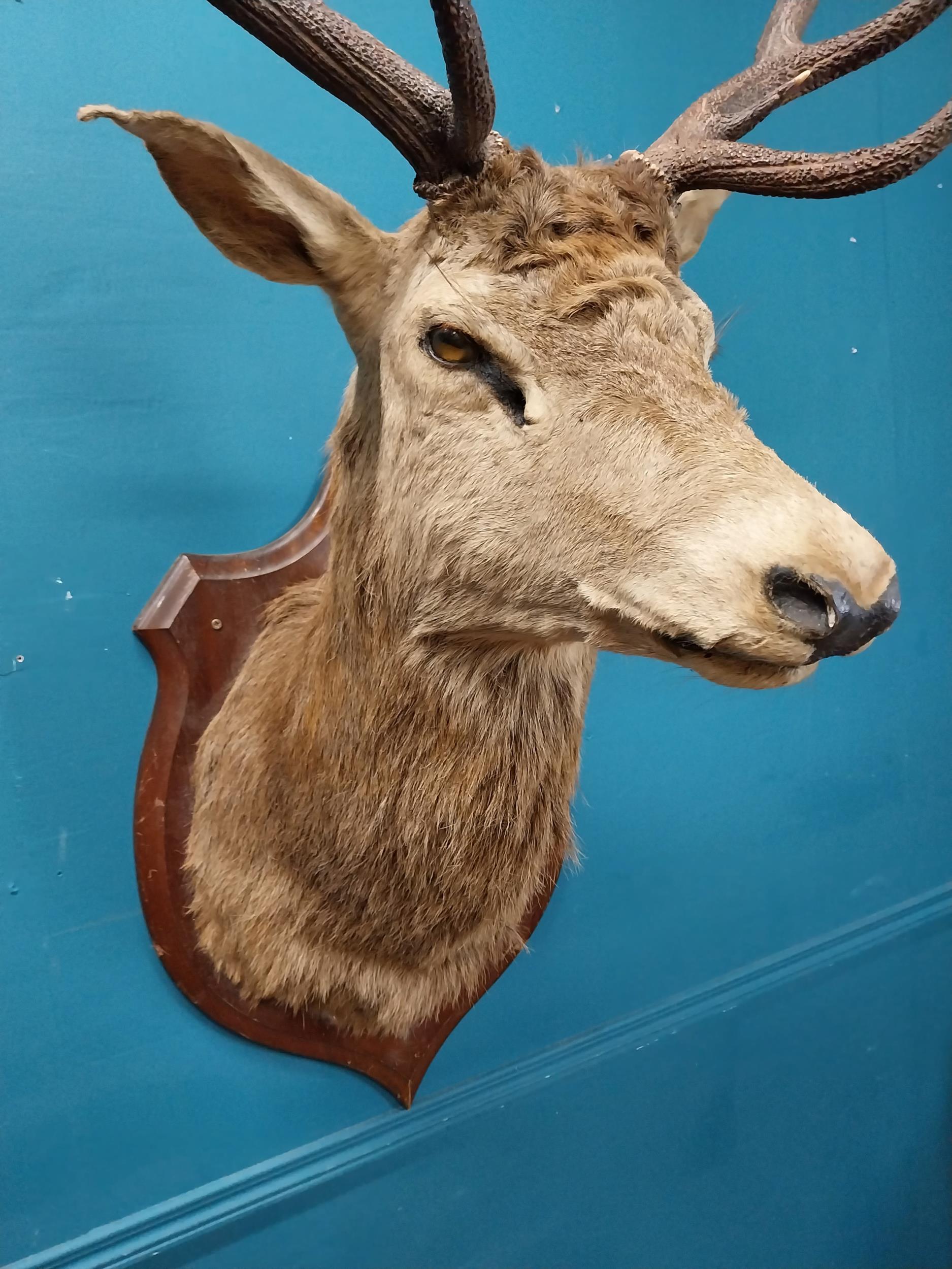 Early 20th C. taxidermy Stags head mounted on oak plaque {140 cm H x 100 cm W x 70 cm D}. - Image 2 of 3
