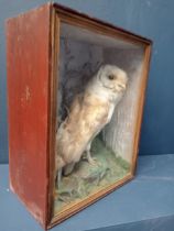 19th. C. taxidermy barn owl mounted in glazed case. { 39cm H X 31cm W X 17cm D }.