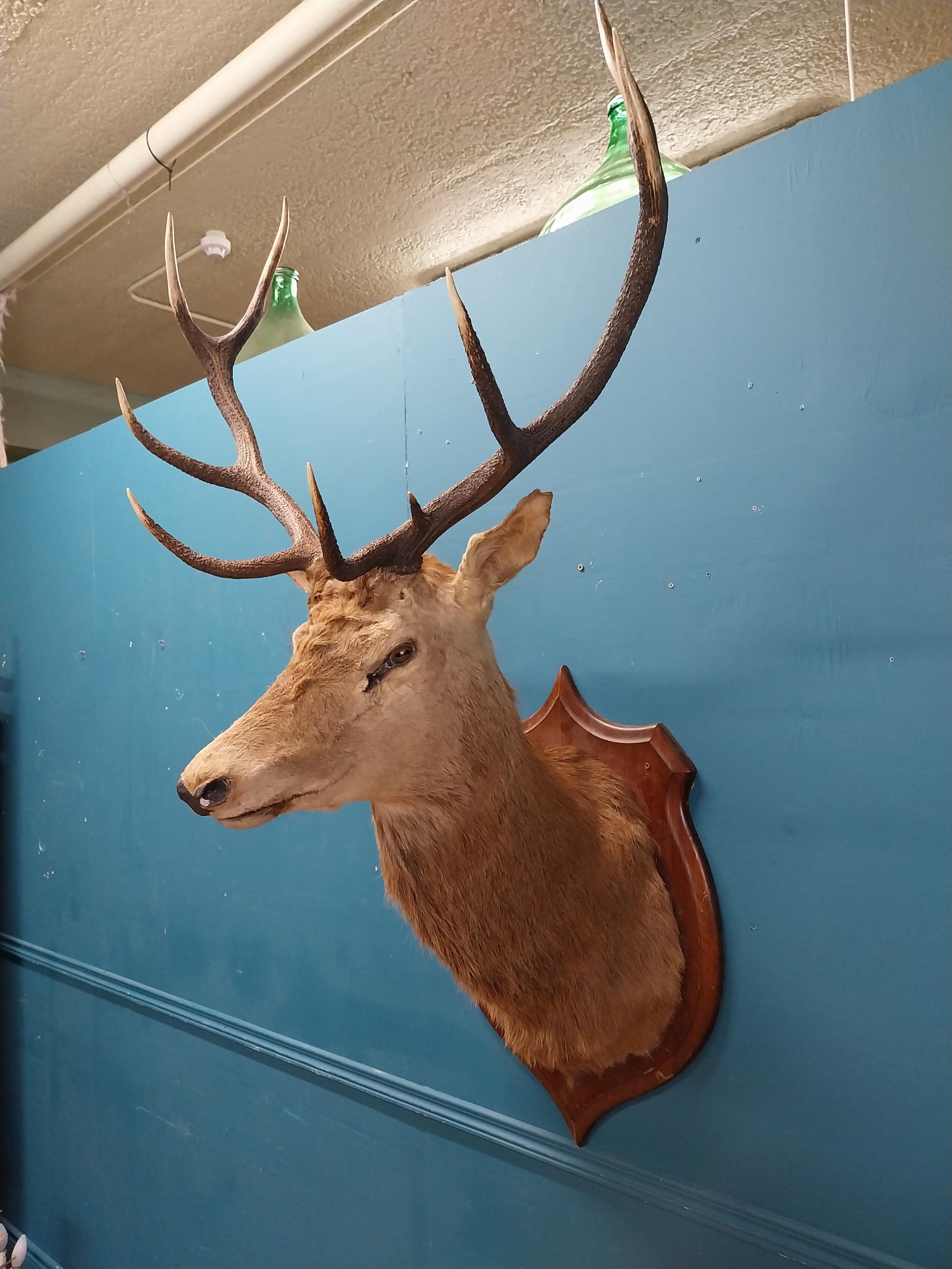Early 20th C. taxidermy Stags head mounted on oak plaque {140 cm H x 100 cm W x 70 cm D}.
