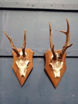 Pair of antlers mounted on a wooden plaqie { 40cm H X 15cm W X 17cm D }.