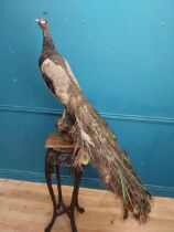 Early 20th C. taxidermy Peacock mounted on pine plinth. {160 cm H x 100 cm W x 70 cm D}.