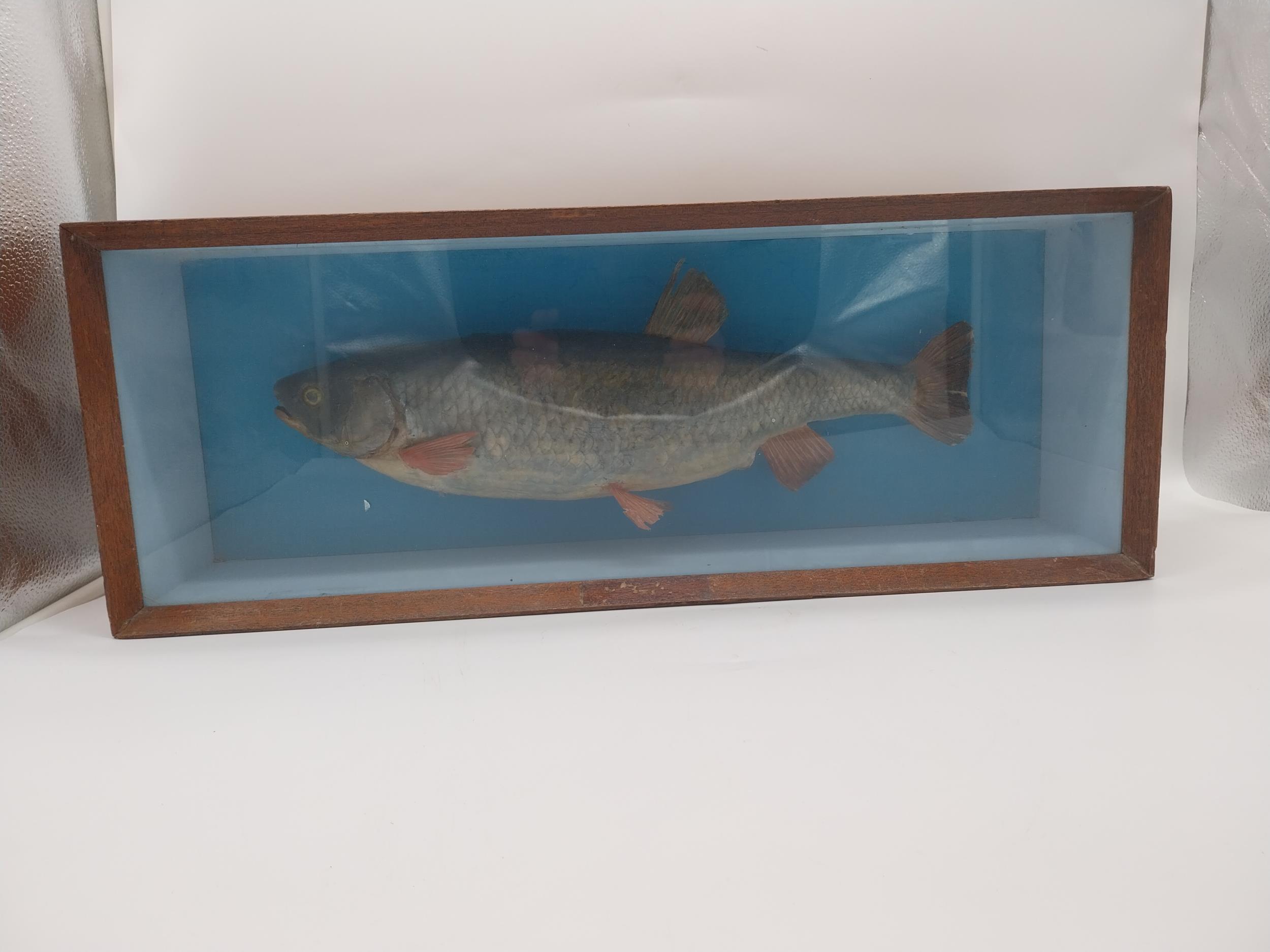 Early 20th C. taxidermy fish in glazed mahogany display case. {23 cm H x 61 m W x 16 cm D]. - Image 4 of 4