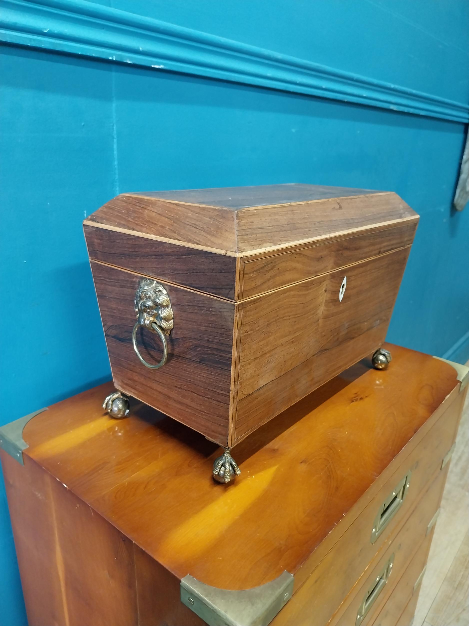 Regency rosewood tea caddy with lions mask handles raised on lions paw feet {21 cm H x 31 cm W x - Image 2 of 4