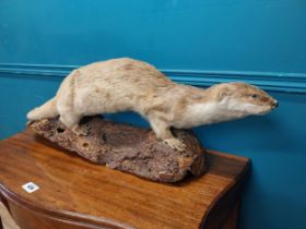 19th C. taxidermy Otter {33 cm H x 91 cm W x 28 cm D}.