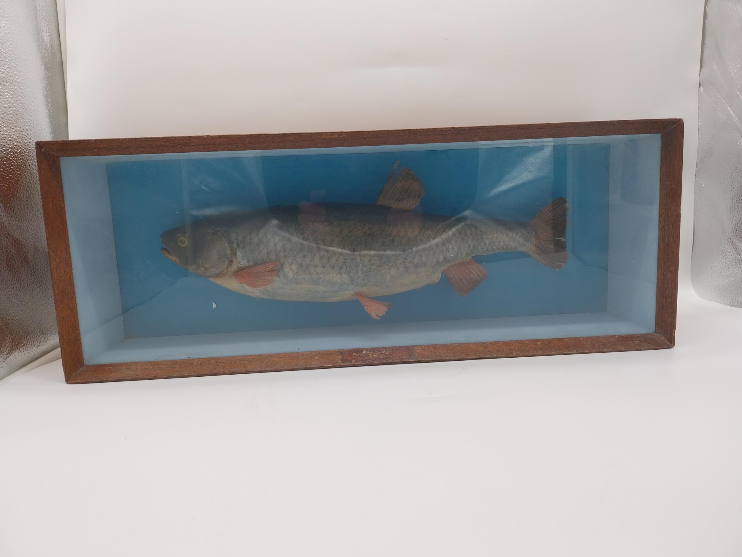 Early 20th C. taxidermy fish in glazed mahogany display case. {23 cm H x 61 m W x 16 cm D]. - Image 3 of 4