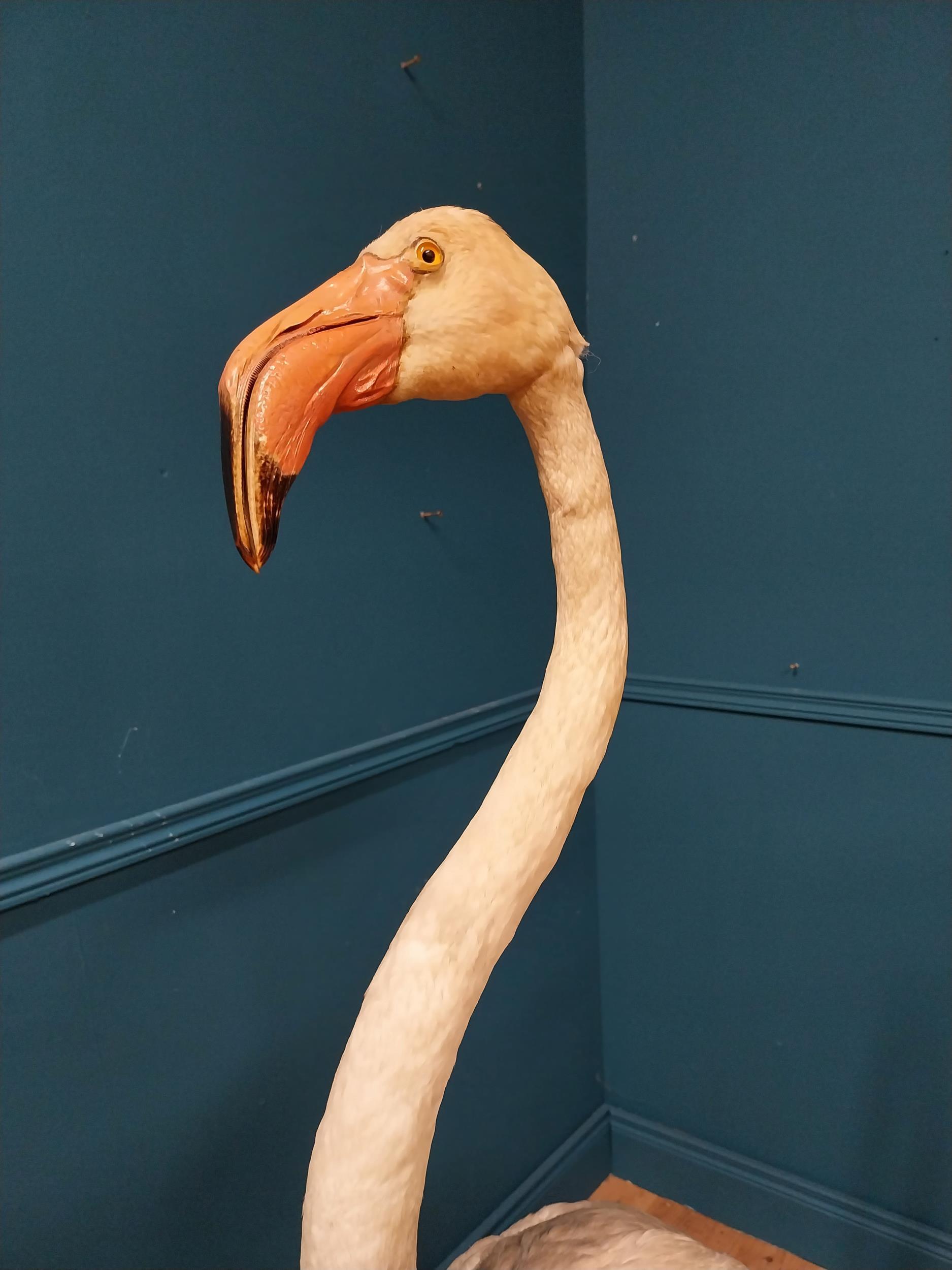 19th C. taxidermy flamingo {146cm H x 70cm W x 50cm D} - Image 2 of 6