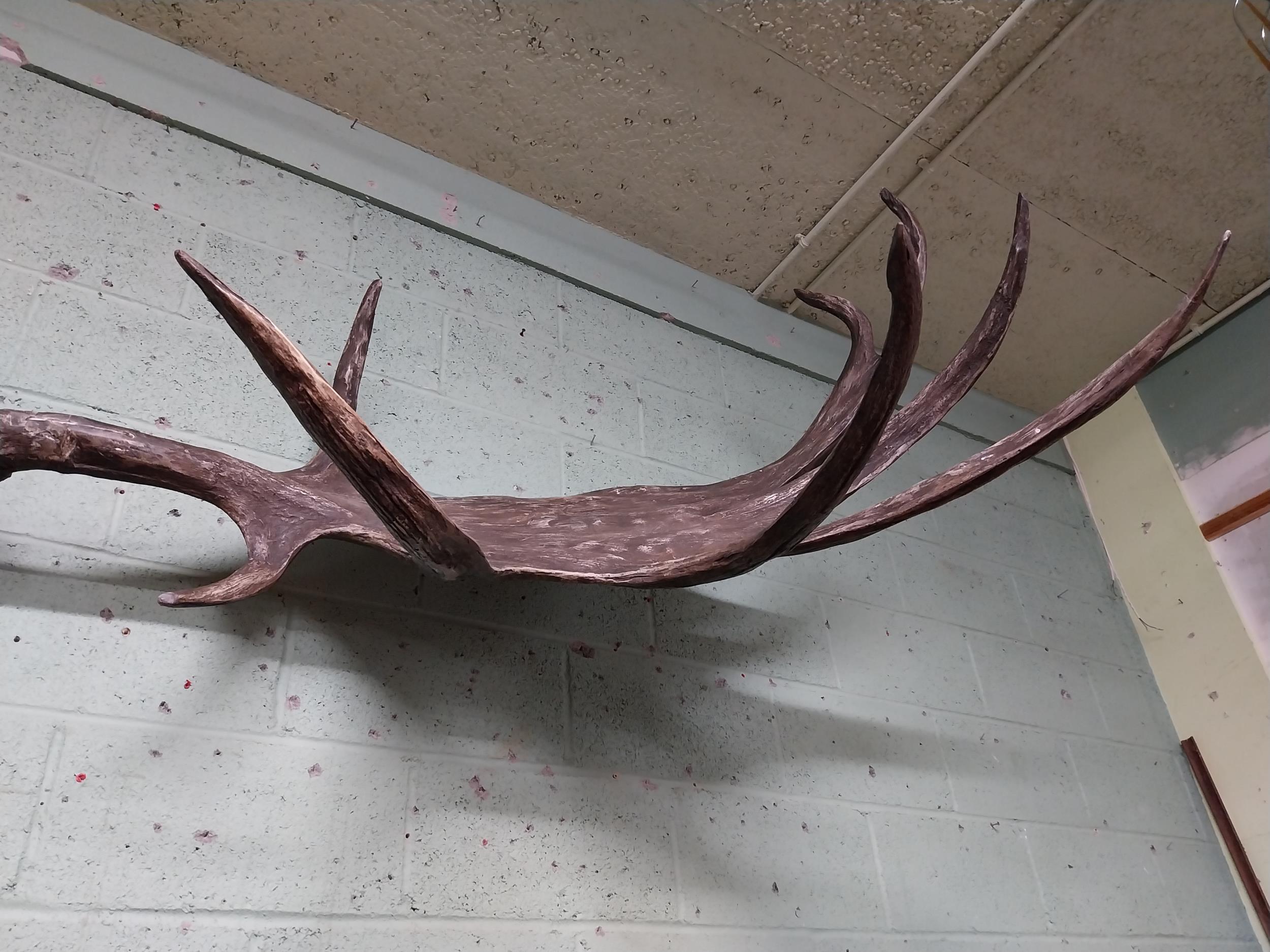 Rare resin cast of original Irish elk Antlers and skull {118 cm H x 310 cm W x 105 cm D}. - Image 12 of 16