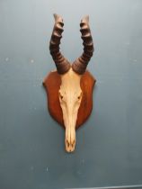 19th C. Gazelle antlers mounted on oak shield. {78 cm H x 33 cm W x 28 cm D}.