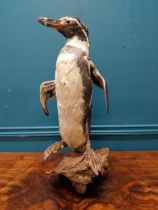 19th C. taxidermy penguin. {56 cm H x 23 cm W x 20 cm D}.