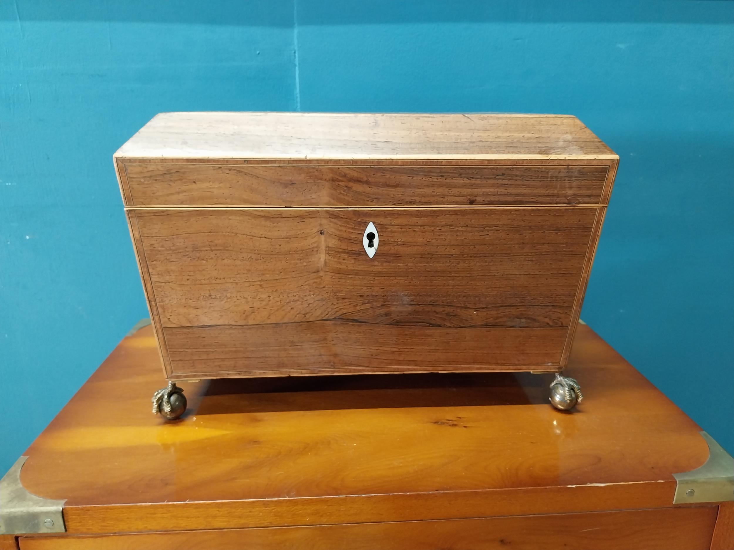 Regency rosewood tea caddy with lions mask handles raised on lions paw feet {21 cm H x 31 cm W x